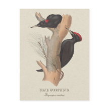 Zwarte houtpecker CC0502 Bird illustration