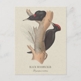 Zwarte houtpecker CC0502 Bird illustration Briefkaart