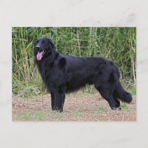 zwarte hovawart briefkaart
