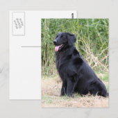 zwarte hovawart briefkaart (Voorkant / Achterkant)