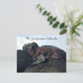 Zwarte Iguana van de Galapagos-eilanden Briefkaart (Staand voorkant)