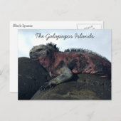 Zwarte Iguana van de Galapagos-eilanden Briefkaart (Voorkant / Achterkant)