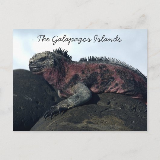 Zwarte Iguana van de Galapagos-eilanden Briefkaart (Voorkant)