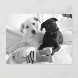 zwarte in witte puppies briefkaart