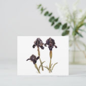 zwarte iris uit Jordanië Briefkaart (Staand voorkant)
