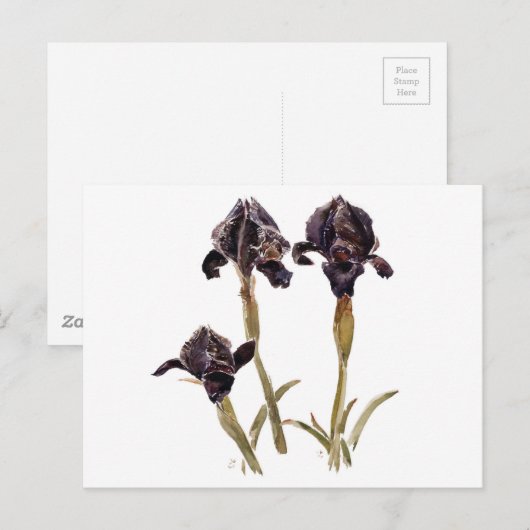 zwarte iris uit Jordanië Briefkaart (Voorkant / Achterkant)