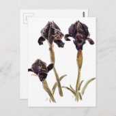 zwarte iris uit Jordanië Briefkaart (Voorkant / Achterkant)