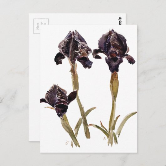 zwarte iris uit Jordanië Briefkaart (Voorkant / Achterkant)