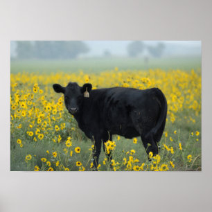 Zwarte Kalf in een Veld met Zonnebloemen Poster