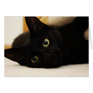 Zwarte kat