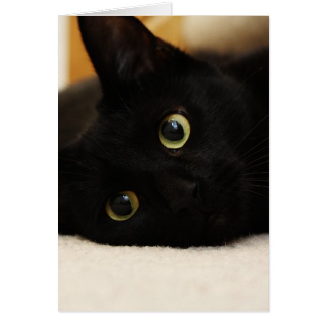 Zwarte kat (Voorkant)