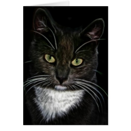 Zwarte kat (Voorkant)