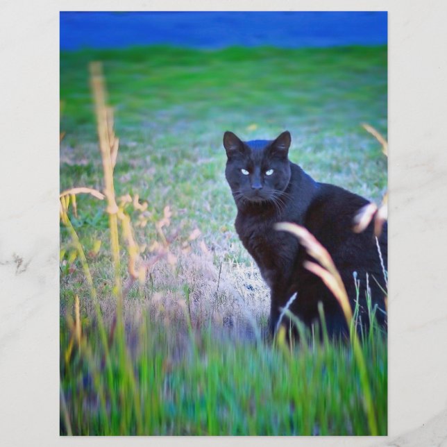Zwarte kat (Voorkant)