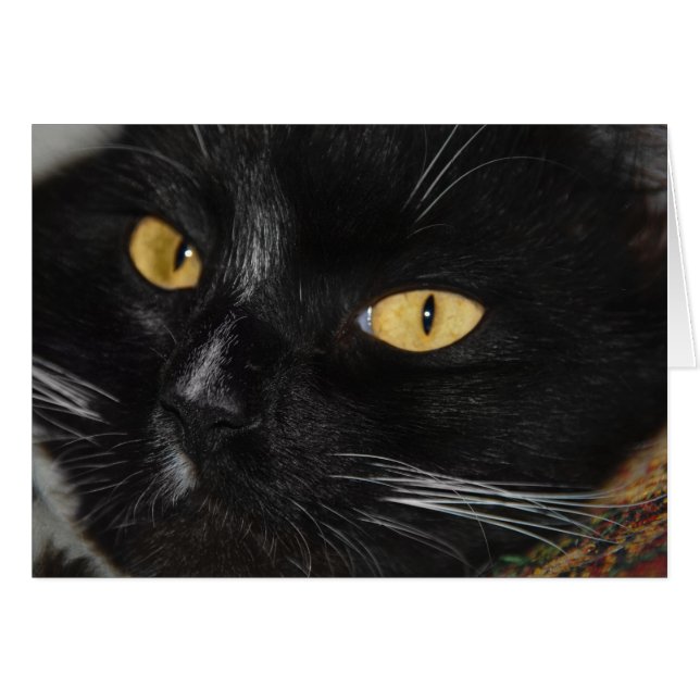 Zwarte kat (Voorkant Horizontaal)