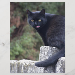 Zwarte kat