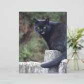 Zwarte kat (Staand voorkant)