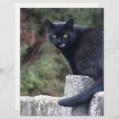 Zwarte kat (Voorkant / Achterkant)