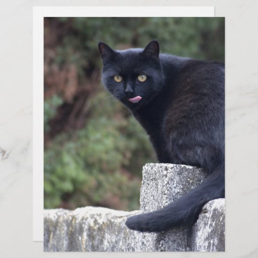 Zwarte kat (Voorkant / Achterkant)