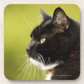 Zwarte kat bier onderzetter (Voorkant)