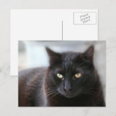 Zwarte kat briefkaart (Voorkant / Achterkant)