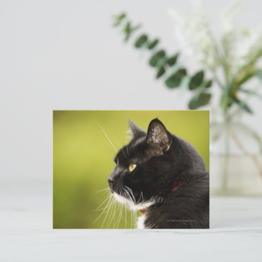 Zwarte kat briefkaart (Staand voorkant)