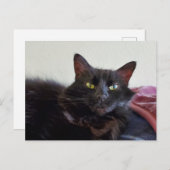 Zwarte kat briefkaart (Voorkant / Achterkant)