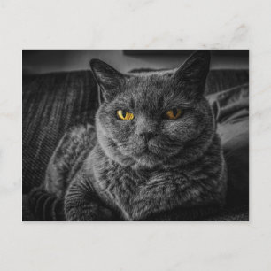 Zwarte kat briefkaart