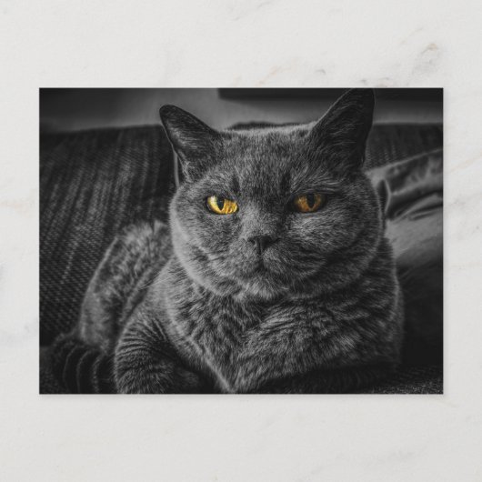 Zwarte kat briefkaart (Voorkant)