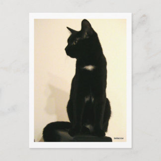 zwarte kat briefkaart