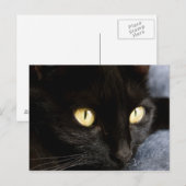 zwarte kat briefkaart (Voorkant / Achterkant)