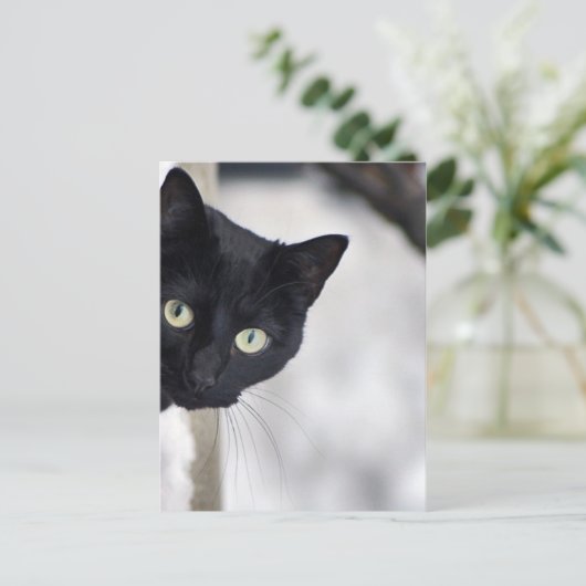 Zwarte kat briefkaart (Staand voorkant)