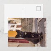 Zwarte kat briefkaart (Voorkant / Achterkant)