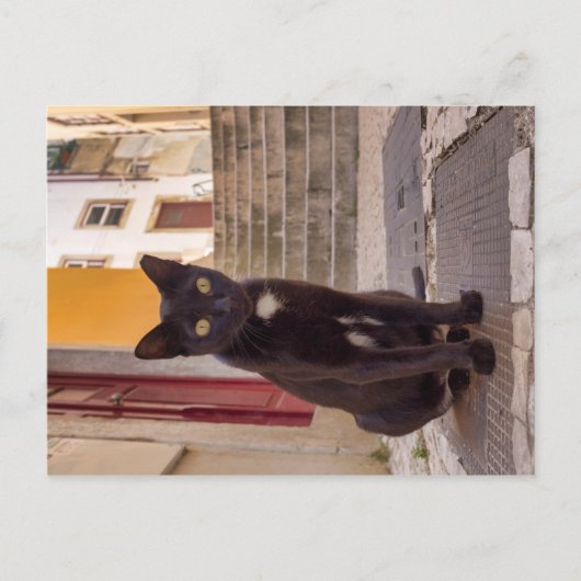 Zwarte kat briefkaart (Voorkant)