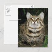 Zwarte kat briefkaart (Voorkant / Achterkant)