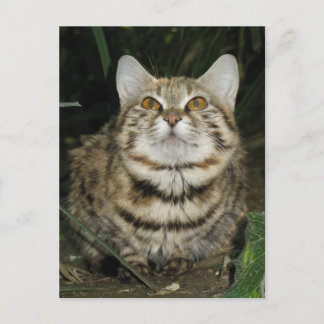 Zwarte kat briefkaart