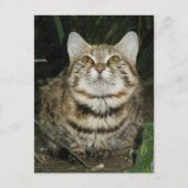 Zwarte kat briefkaart (Voorkant)