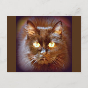 zwarte kat briefkaart