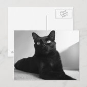zwarte kat briefkaart (Voorkant / Achterkant)