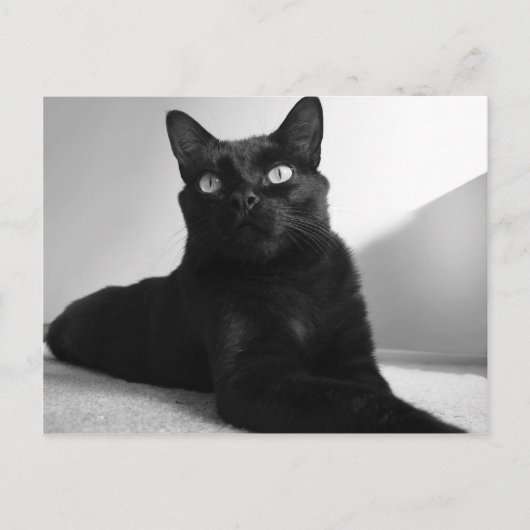zwarte kat briefkaart (Voorkant)