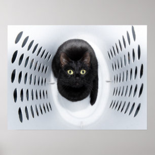 Zwarte kat die opkijkt uit een witte washamer poster