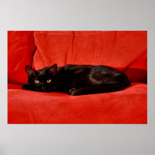 Zwarte Kat Edgar Poster