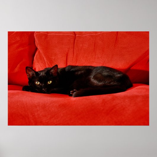 Zwarte Kat Edgar Poster (Voorkant)