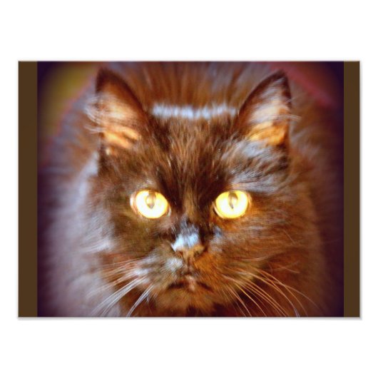 zwarte kat foto afdruk (Voorkant)