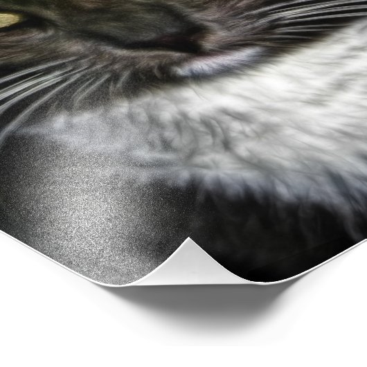 Zwarte kat foto afdruk (Hoek)