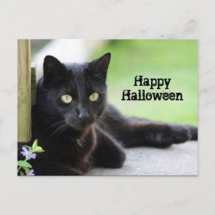 zwarte kat foto Halloween Briefkaart