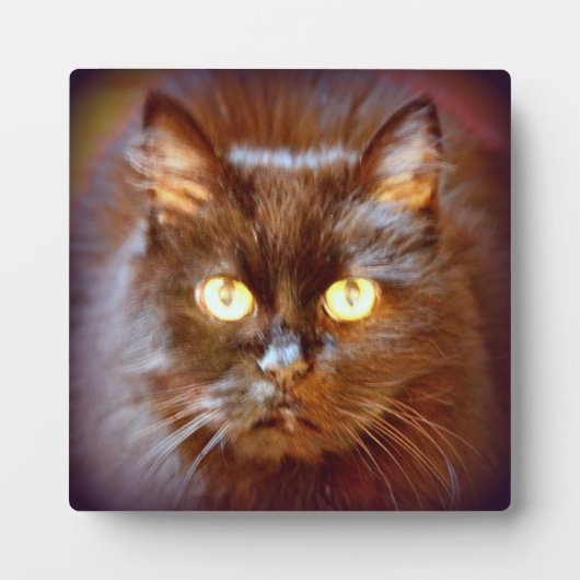 zwarte kat fotoplaat (Voorkant)