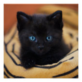 zwarte kat Glossy Poster (Voorkant)