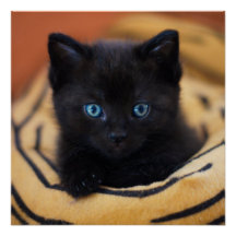 zwarte kat Glossy Poster