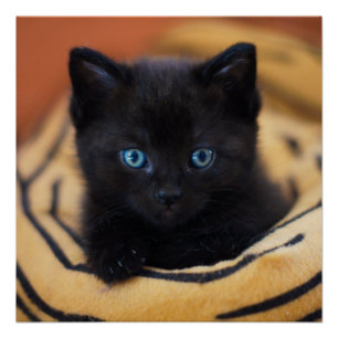 zwarte kat Glossy Poster