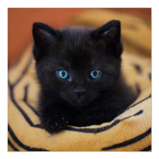 zwarte kat Glossy Poster (Voorkant)